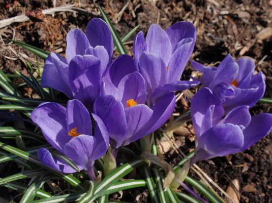 crocus 2009