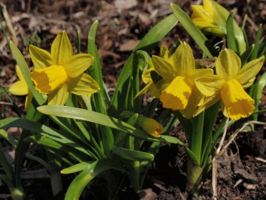 Tiny Daffodils 2009
